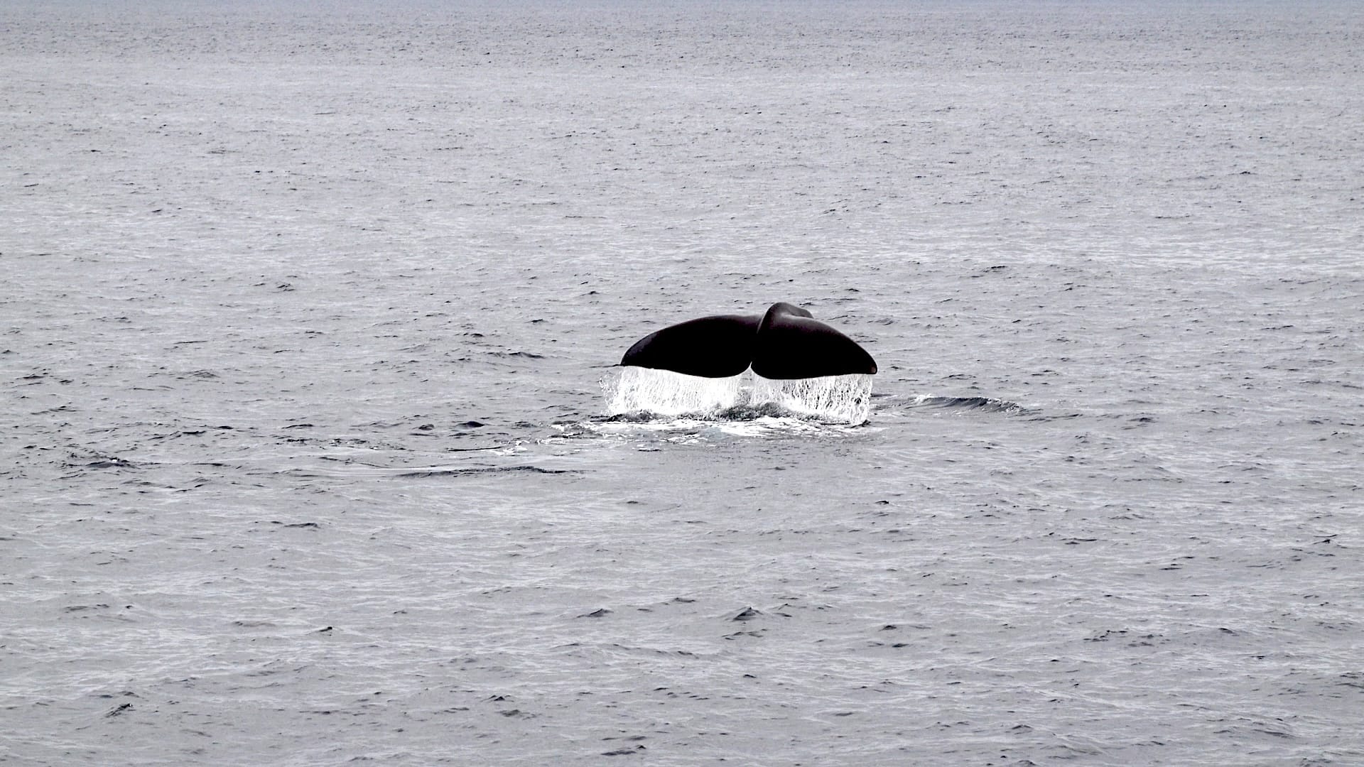DisfRuta Noruega de sur a norte-Vesterålen y Senja-Ballena1